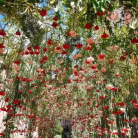 La décoration florale du village - Photo - Fête de l'Oeillet Falicon en fleurs