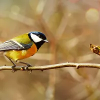 mésange charbonnière - © Krzysztof Niewolny via Unsplash
