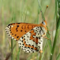 La mélitée orangée, papillon qui pâtit de l’assèchement trop rapide de la végétation ©CPIE Loire Anjou