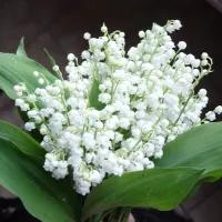 © fleursetplantesetc.blogspot.com