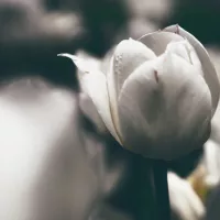 benny-jackson-UNSPLASH