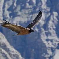 Un gypaète barbu - F. Breton / Parc National du Mercantour