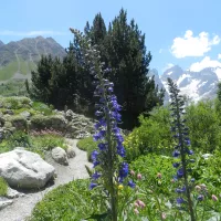 Pied-d'alouette élevé du Jardin du Lautaret