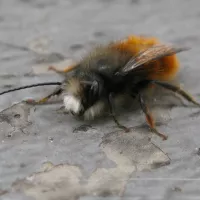 Wikimedia Commons : Osmia cornuta