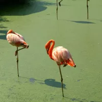 Découvrez la légende Yoruba à propos des flamands roses dans Boussole et sac à dos ! © Pixabay.