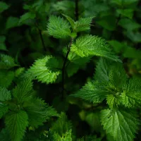 L'ortie, cette plante qui aime l’ombre et la fraîcheur possède de superbes caractéristiques pour faire des extraits fermentés ©Unsplash