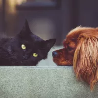 Chat et chien