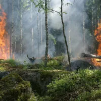 Feu de forêt