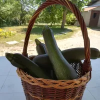 panier de courgettes