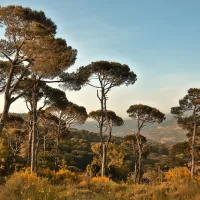 forêt méditerranéenne