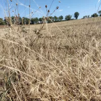 Les prés brulés dans l'Ouest de la Haute-Loire. ©Cédric Bonnefoy