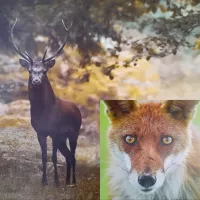 Exposition animalière sur la faune sauvage de la Charente