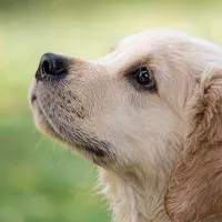 La France est championne d'Europe d'abandon d'animaux domestiques. 