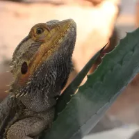 ©L’espace zoologique Exoticamis