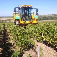 Les vendanges se font avec un tracteur au domaine de Coquin. © RCF - Guillaume Martin-Deguéret.