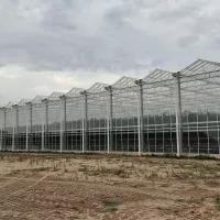 A Lasse, quatre hectares de serres de tomates sont chauffées grâce à l'incinérateur de déchets. ©RCF Anjou