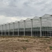 A Lasse, quatre hectares de serres de tomates sont chauffées grâce à l'incinérateur de déchets. ©RCF Anjou