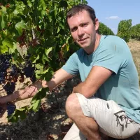 Au domaine des Fontaines à Thouarcé, Vincent Rousseau constate les effets de la sécheresse sur les vignes de cette parcelle de cabernet franc. ©RCF Anjou