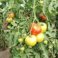 tomates