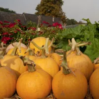 Courges melonnette