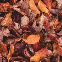 © Unsplash / feuilles d'automne 2022