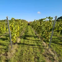 Vendanges à Quiéry-la-Motte