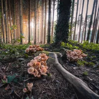 champignons à Frauenfeld (Suisse) - © Pascal Debrunner via Unsplash