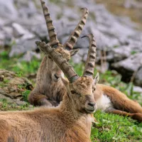 Jusqu'à 75 bouquetins peuvent être abattus, selon l'arrêté préfectoral 