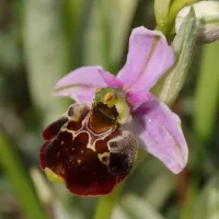 Ophrys épiscopalis