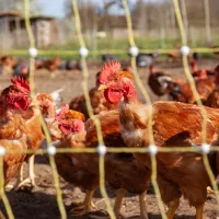 La Ferme en Coton, élevage biologique de volailles dans le Gers. Depuis le 10 novembre fini le plein air pour ces poules qui doivent retourner se confiner ©Jean-Marc Barrere / Hans Lucas