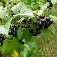 Le cassis a de nombreuses vertus ! © Wikipedia.