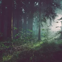 image d'illustration (forêt) - © Sebastian Unrau via Unsplash