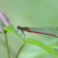 ©Conservatoire d'espaces naturels Nouvelle-Aquitaine