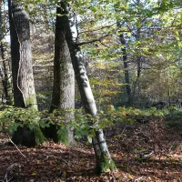 Parc Naturel Régional de la Montagne de Reims