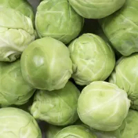 Le chou de Bruxelles