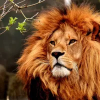 animaux ©Pixabay