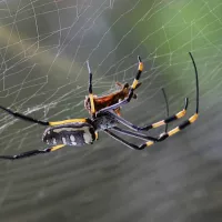 Araignée arachnide - Pixabay