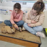 Le lapin Caramel se balade librement dans les différentes classes. ©Hugo Sastre