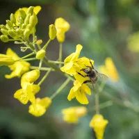 Une abeille sur des fleurs de colza pour illustrer la pollinisation ou les problématiques de mortalité des ruchers dus aux néonicotinoïdes © Jérôme CHABANNE / Hans Lucas