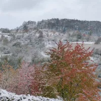 Forêt en hiver ©Pixabay