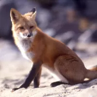 ® National Park Service : renard roux (Vulpes vulpes)