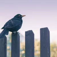 En Lorraine, nous aurions déjà perdu 30 à 40% de nos oiseaux.