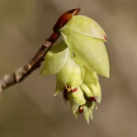 La Lorraine est en alerte rouge au pollens de noisetiers.