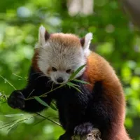 2023 au Parc Animalier de Sainte-Croix avec Clément Leroux