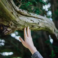 Pour se reconnecter à un arbre, nul besoin de l’enlacer, comme on le voit souvent dans les représentations... ©Unsplash