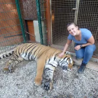 Stéphanie Brière avec un tigre anesthésié © Stéphanie Brière. 