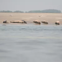 Phoques en Baie de Somme reposoir à marée basse Crédit Picardie Nature