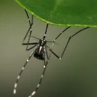 DR