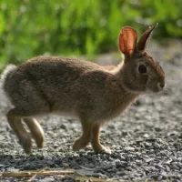 Lapin de Nouvelle-Angleterre (Sylvilagus transitionalis), en Nouvelle Angleterre (menacé), Wikipédia