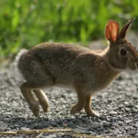 Lapin de Nouvelle-Angleterre (Sylvilagus transitionalis), en Nouvelle Angleterre (menacé) - Wikipédia